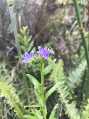 Anchusa capensis