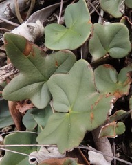 Lytoneuron ornithopus