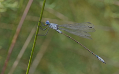 Lestes macrostigma
