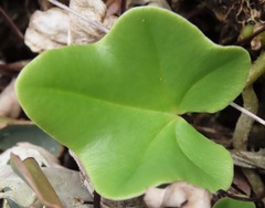 Lytoneuron ornithopus