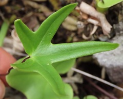 Lytoneuron ornithopus