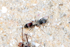 Miscophini