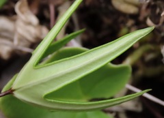 Lytoneuron ornithopus