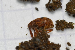 Anthonomus rectirostris