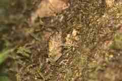 Pristimantis inguinalis