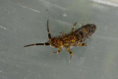 Orchesella villosa