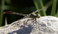 Arigomphus submedianus