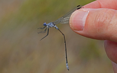 Lestes macrostigma