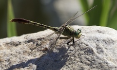 Arigomphus submedianus