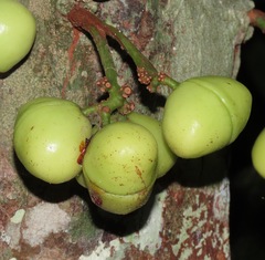 Iryanthera juruensis
