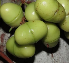 Iryanthera juruensis