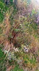 Magnoliopsida