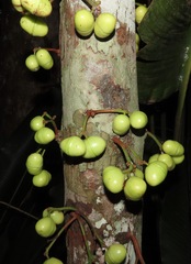 Iryanthera juruensis