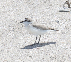 Charadrius marginatus marginatus