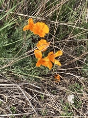 Eschscholzia californica