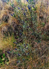 Magnoliopsida
