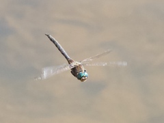 Epitheca petechialis