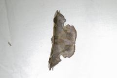 Fascellina