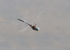 Epitheca petechialis