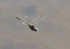 Epitheca petechialis