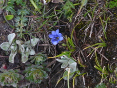 Gentiana coronata