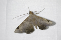 Mecodina