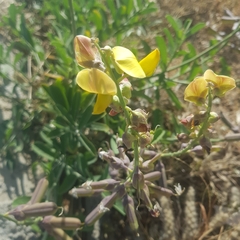 Crotalaria