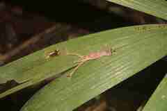 Anolis chrysolepis