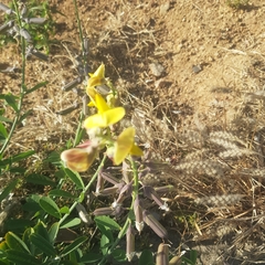 Crotalaria