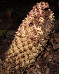 Ombrophytum peruvianum