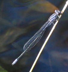 Enallagma cardenium