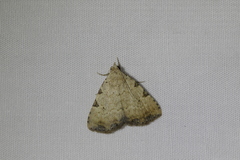 Scedopla oxydata