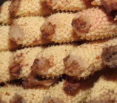 Ombrophytum peruvianum