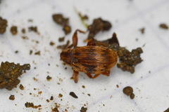 Anthonomus rectirostris