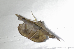 Fascellina