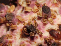 Ombrophytum peruvianum