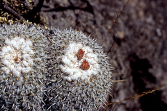 Mammillaria parkinsonii