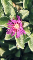 Delosperma