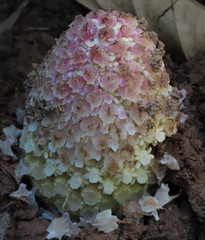 Ombrophytum peruvianum