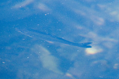 Squalius cephalus