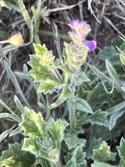 Verbena plicata