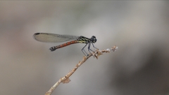 Rhinocypha pagenstecheri timorana