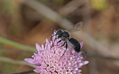 Osmiini