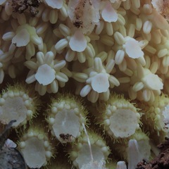 Ombrophytum peruvianum