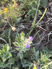 Verbena plicata