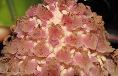 Ombrophytum peruvianum