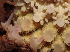 Ombrophytum peruvianum