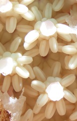 Ombrophytum peruvianum