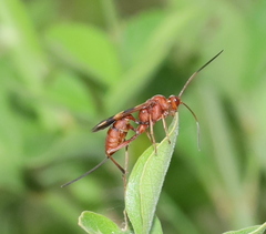 Compsocryptus texensis