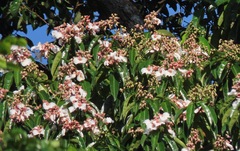 Qualea
